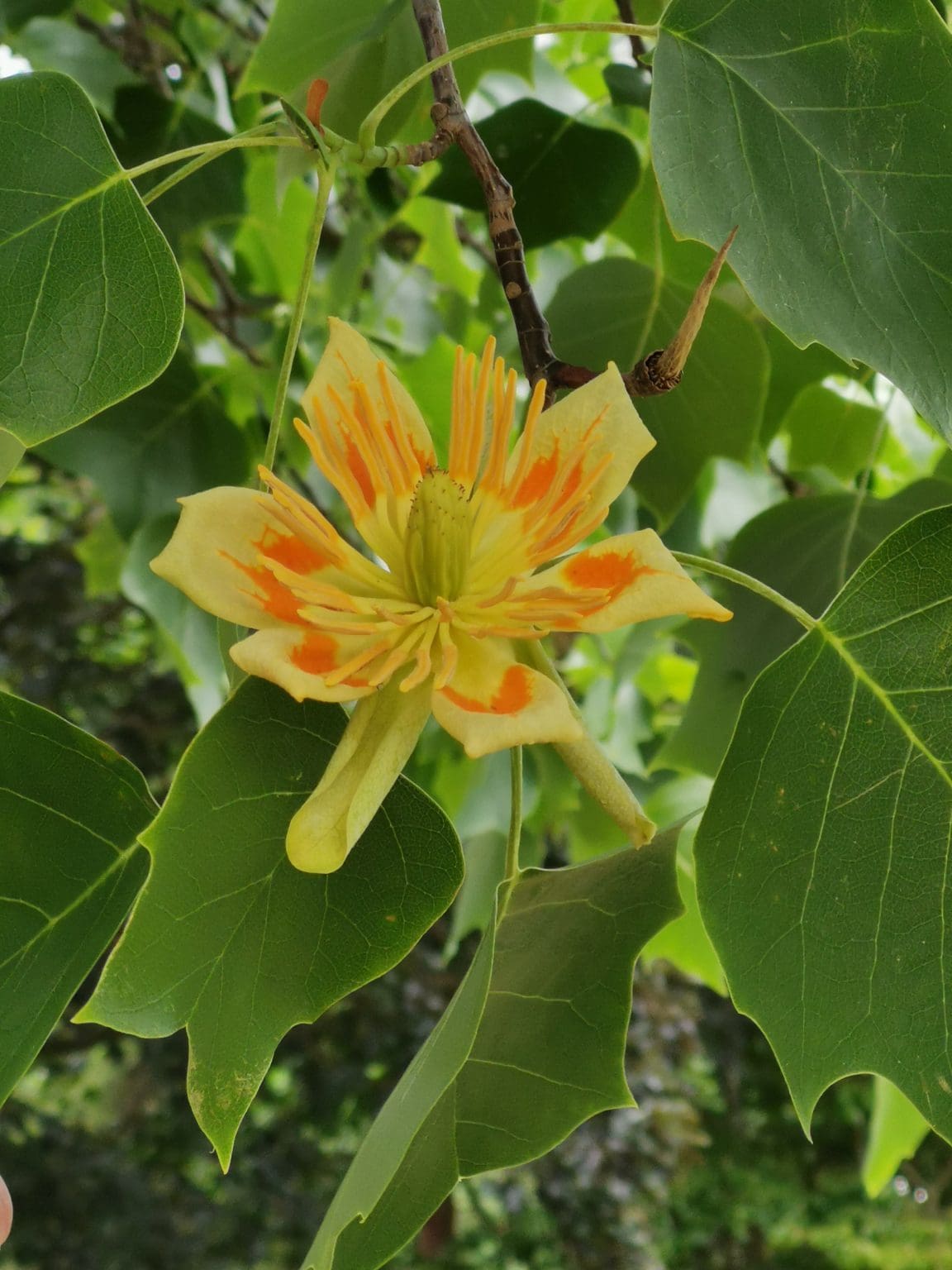 Leamington History Group Walks Trees of Jephson Gardens with Sidney Syson